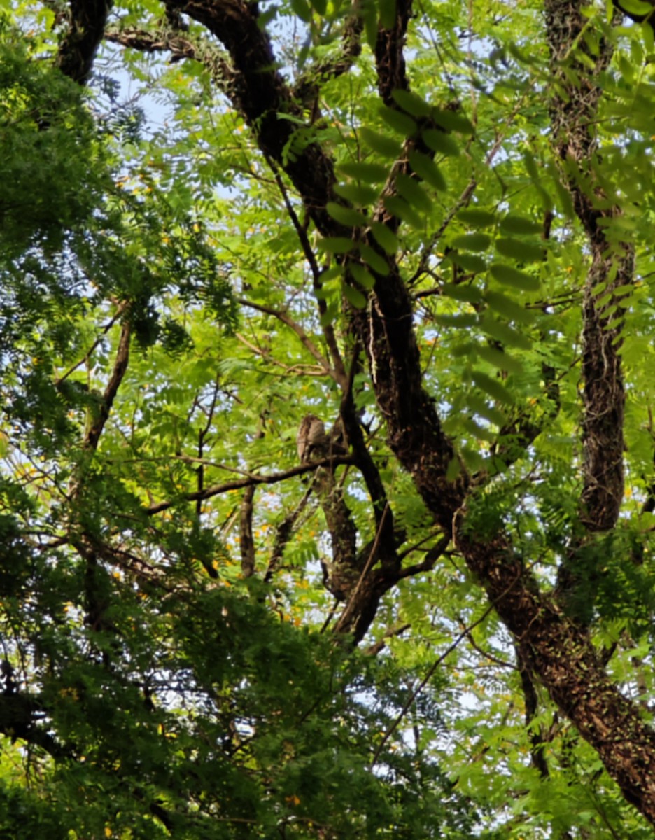 Common Potoo - ML643699439