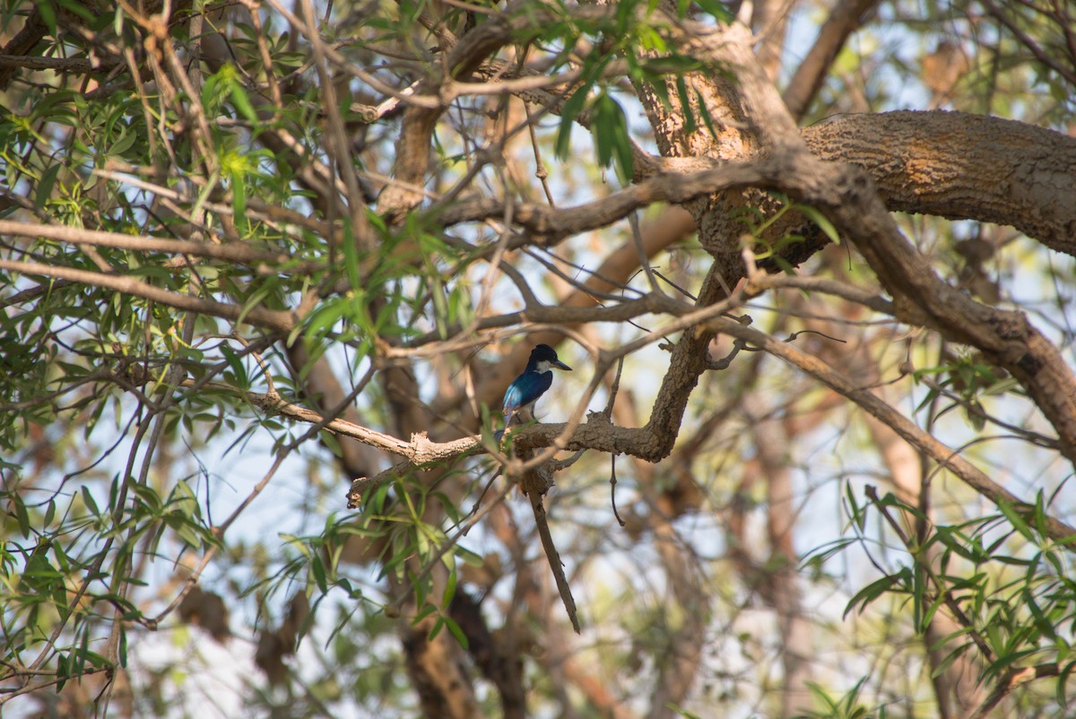Forest Kingfisher - ML643699446