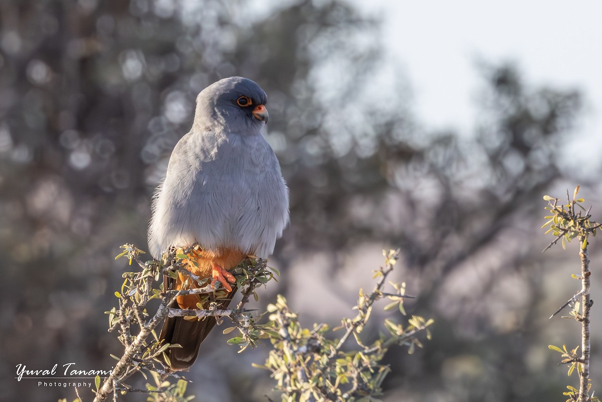 Red-footed Falcon - ML643699448