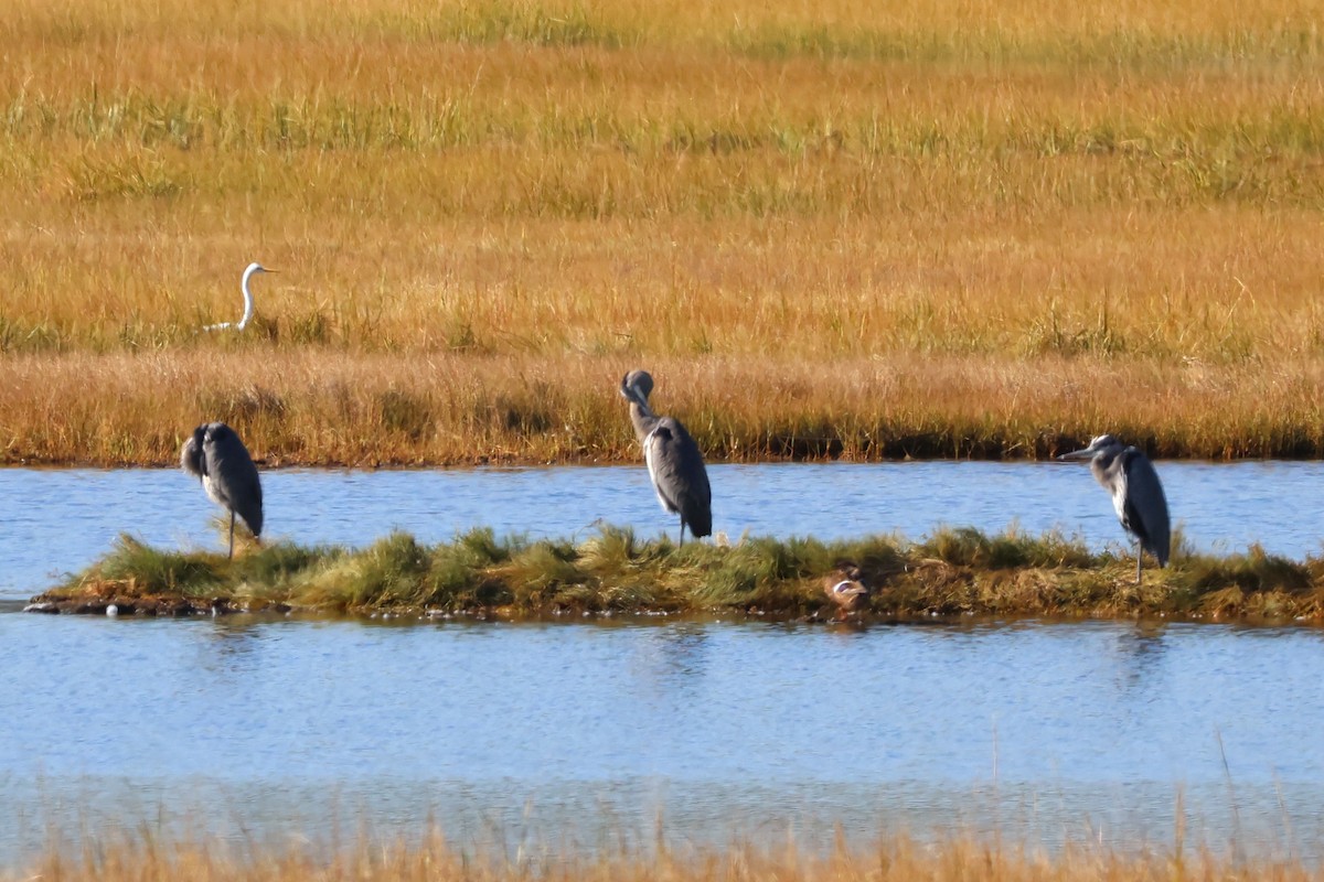 Great Blue Heron - ML643699454