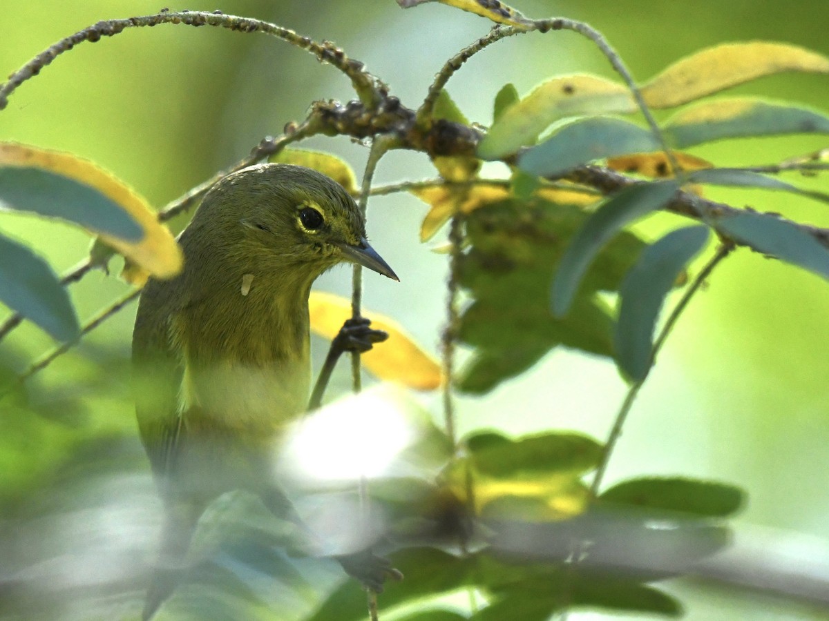 Orange-crowned Warbler - ML643699455