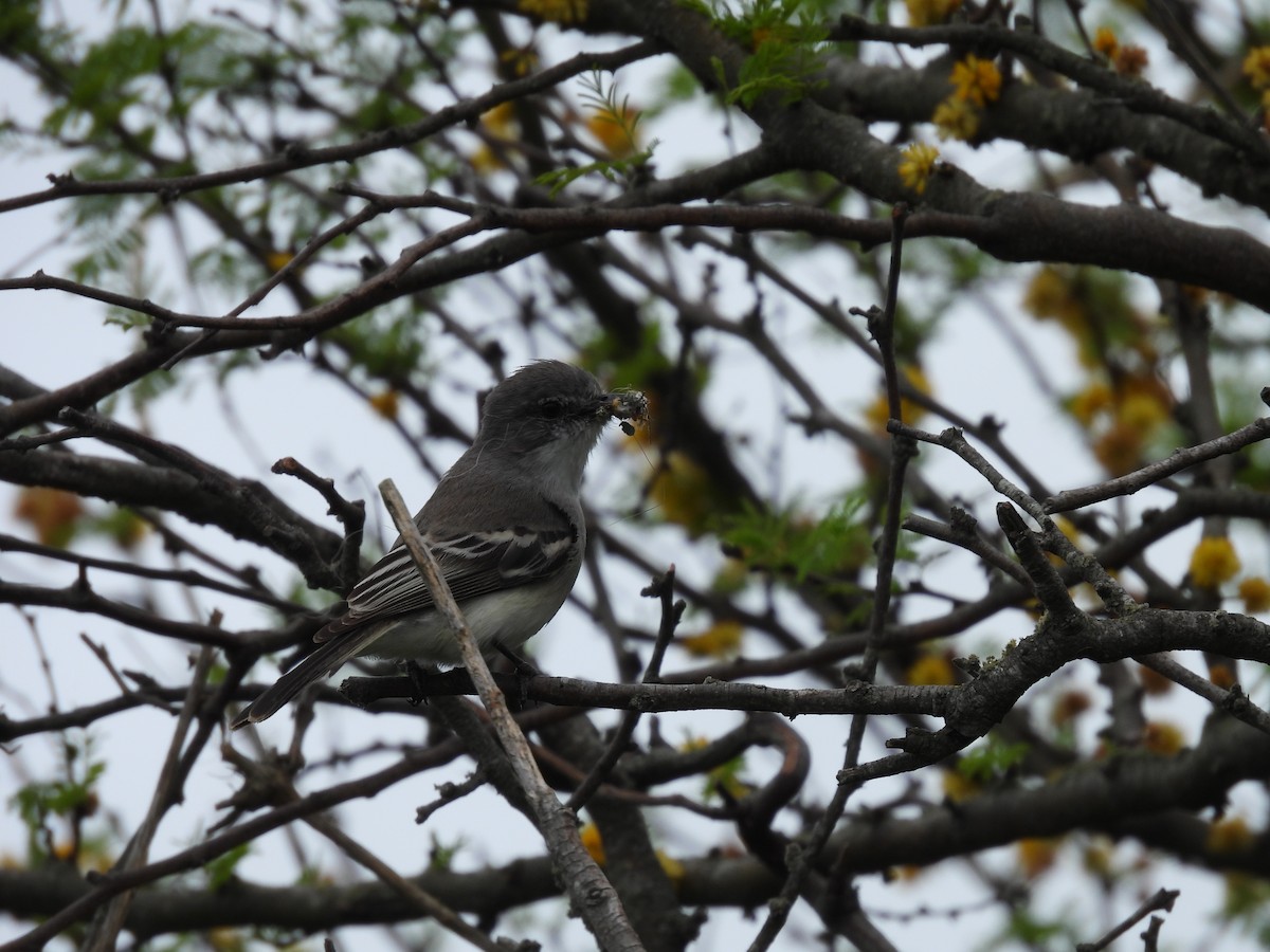 Suiriri Flycatcher - ML643699465
