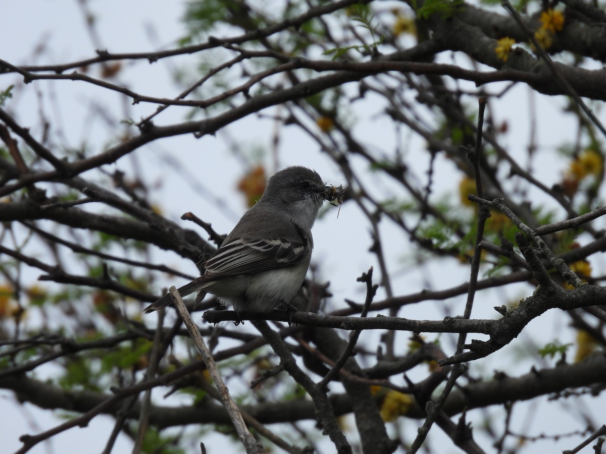 Suiriri Flycatcher - ML643699471