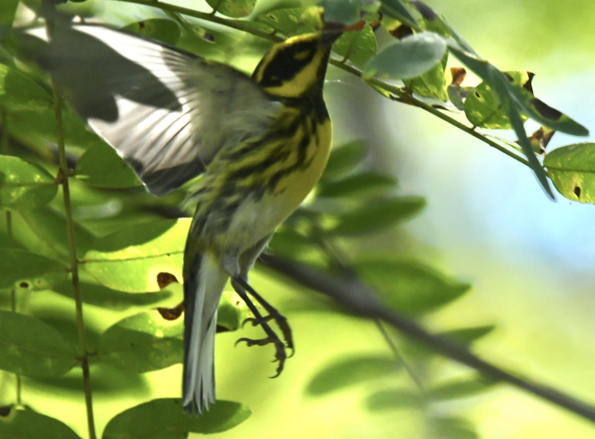 Townsend's Warbler - ML643699479