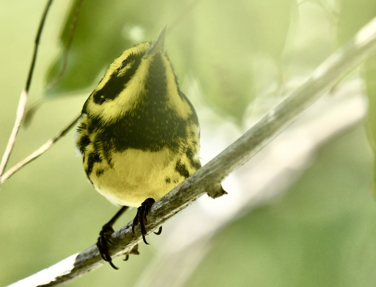 Townsend's Warbler - ML643699480