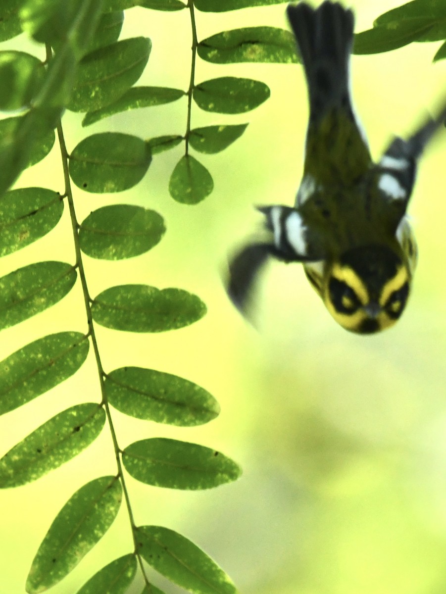 Townsend's Warbler - ML643699482
