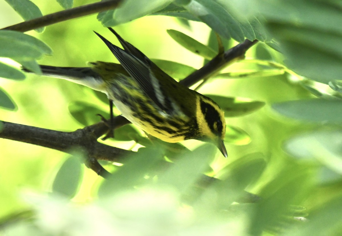 Townsend's Warbler - ML643699483