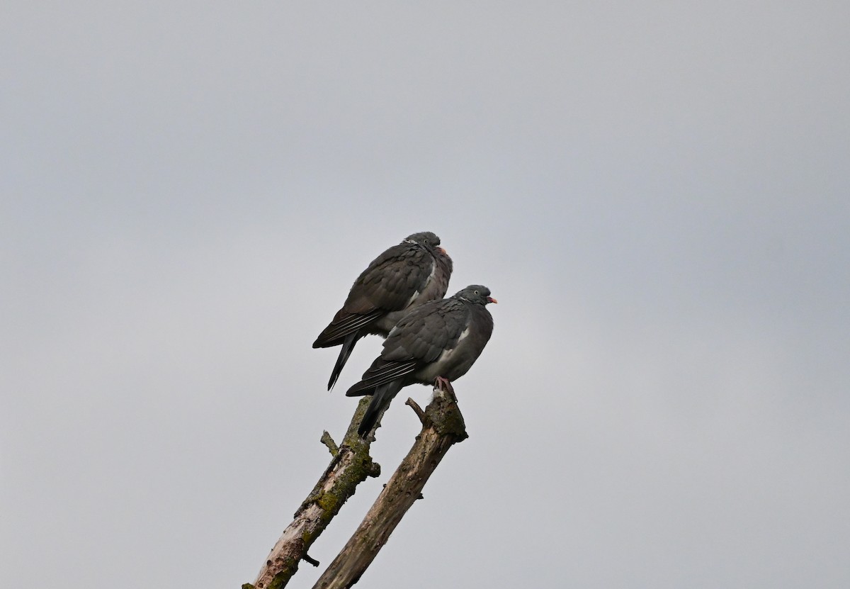 Common Wood-Pigeon - ML643699486