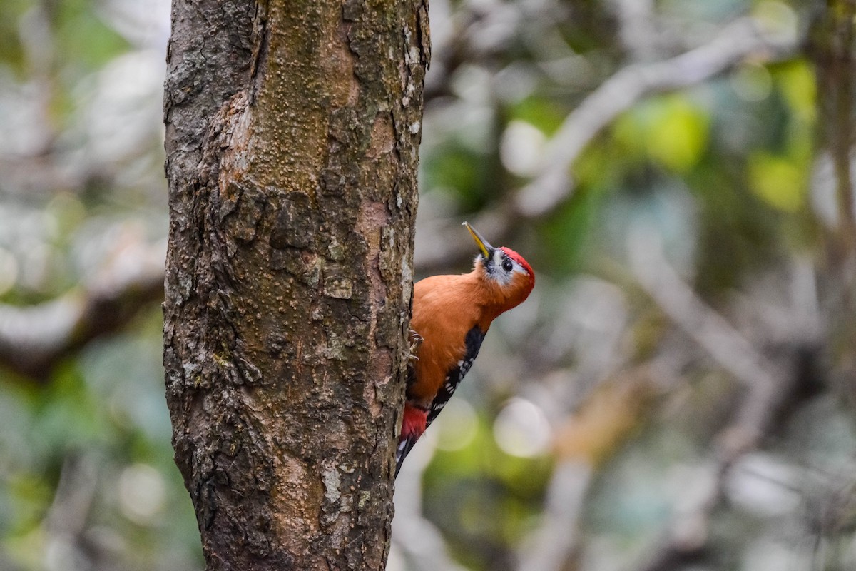Rufous-bellied Woodpecker - ML643699489