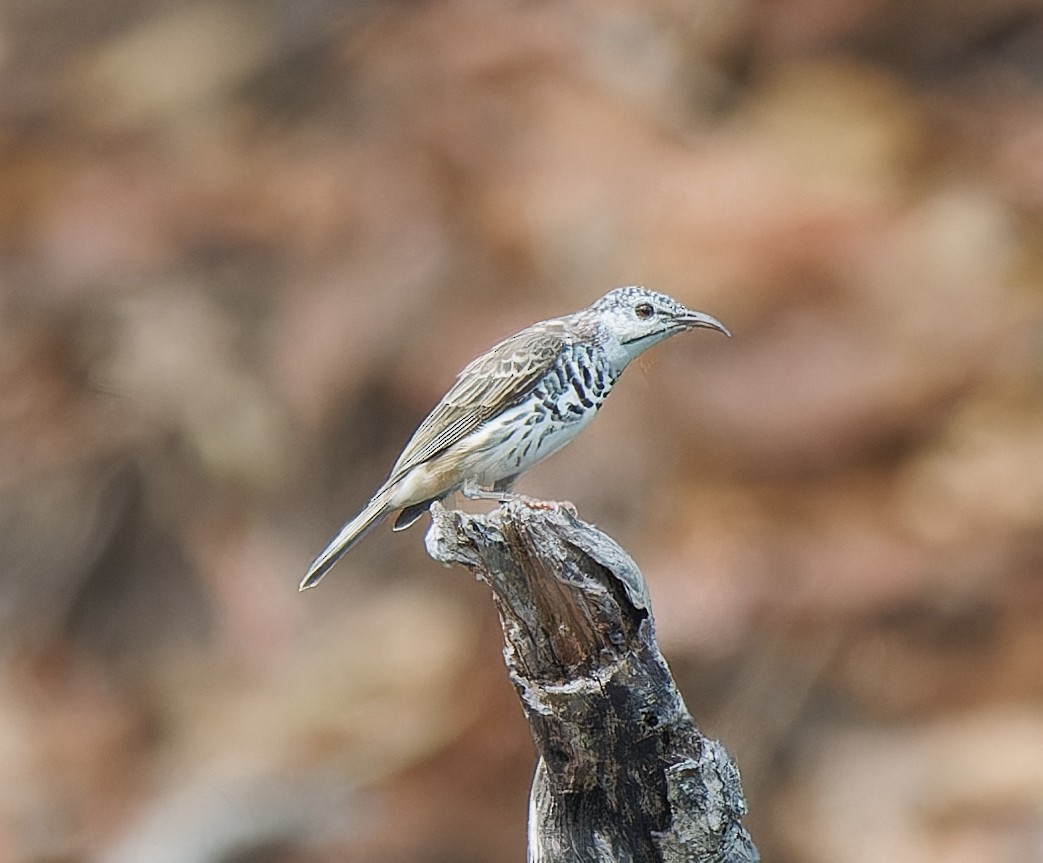 Bar-breasted Honeyeater - ML643699496