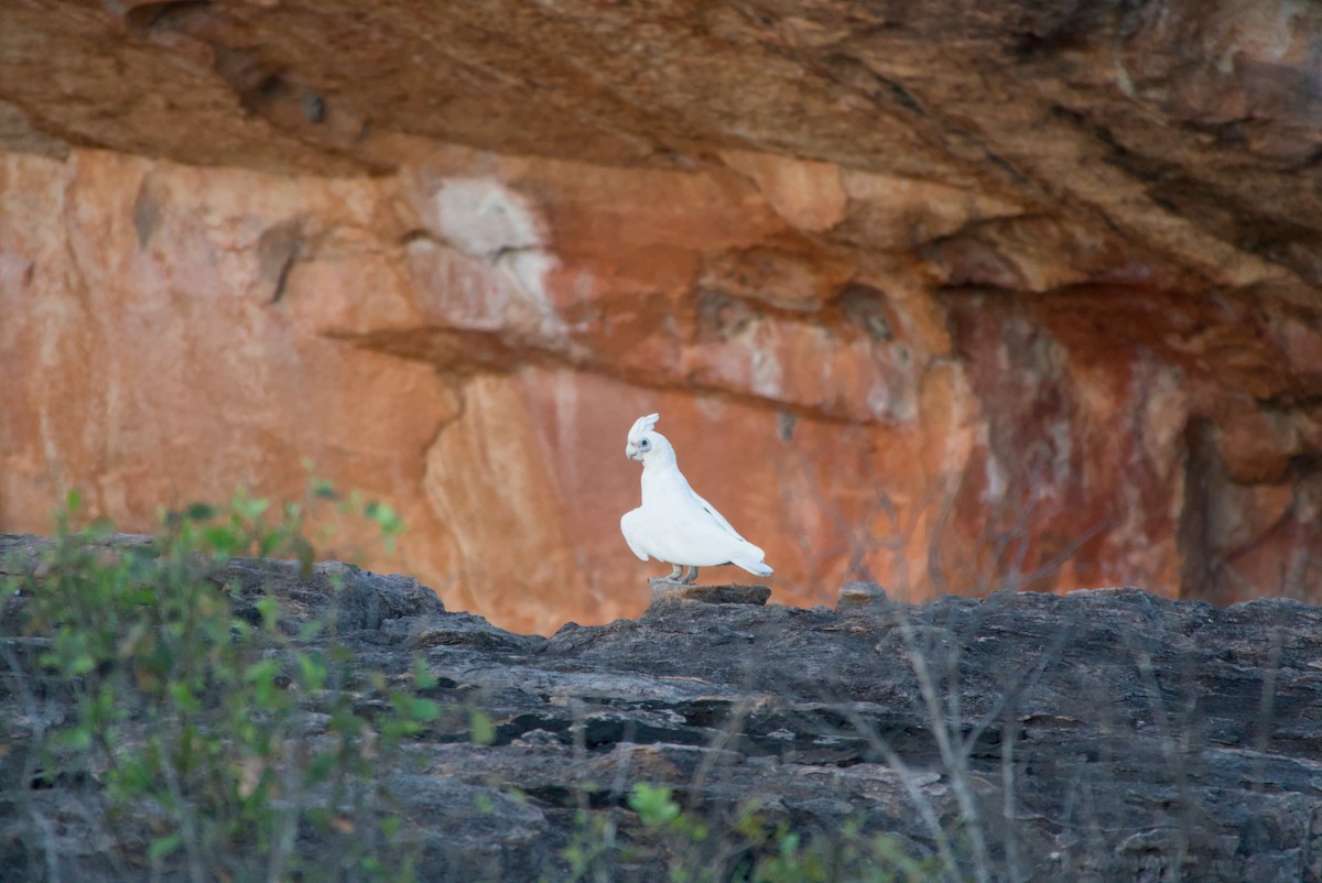 Cacatoès corella - ML643699507