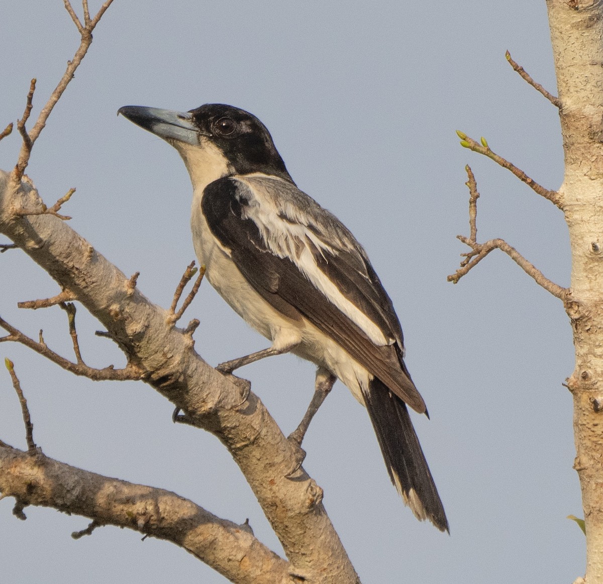 Silver-backed Butcherbird - ML643699518