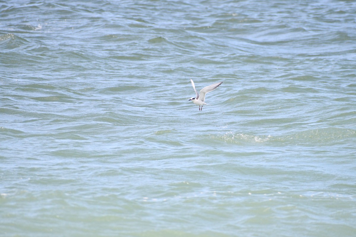 rybák severoamerický - ML643699524