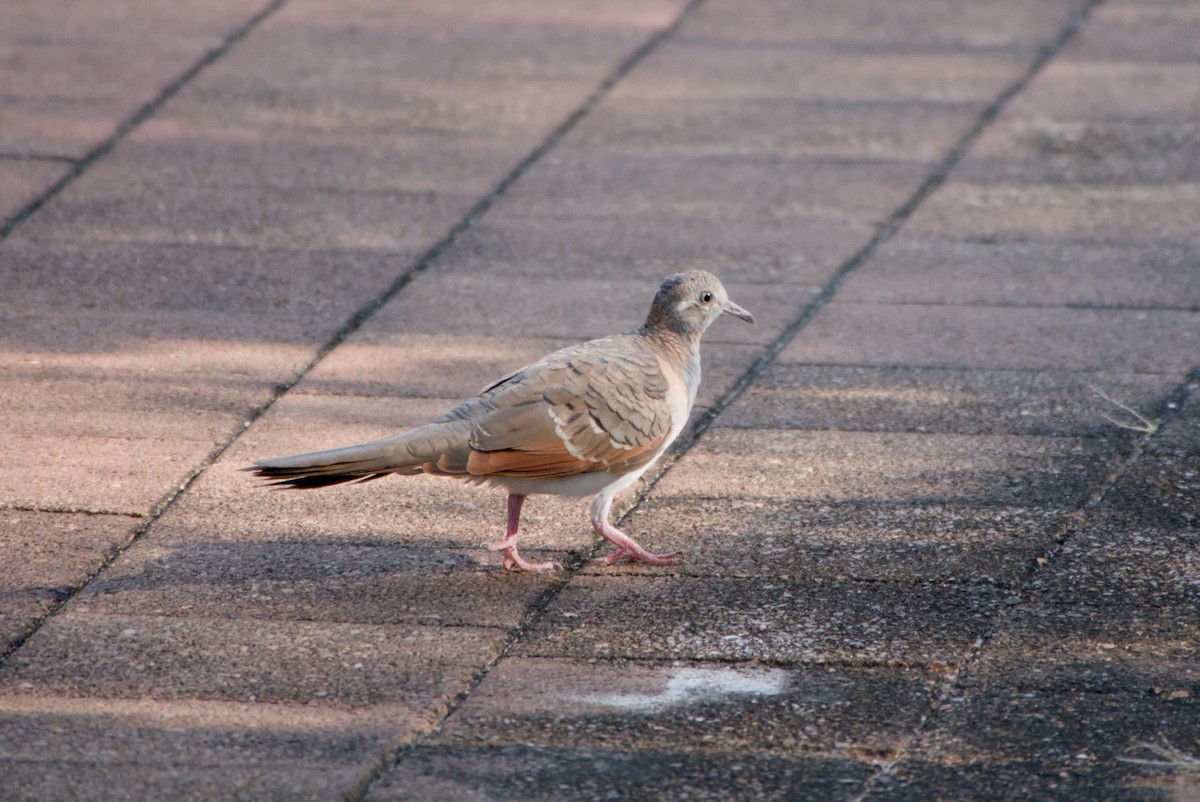 Bar-shouldered Dove - ML643699525