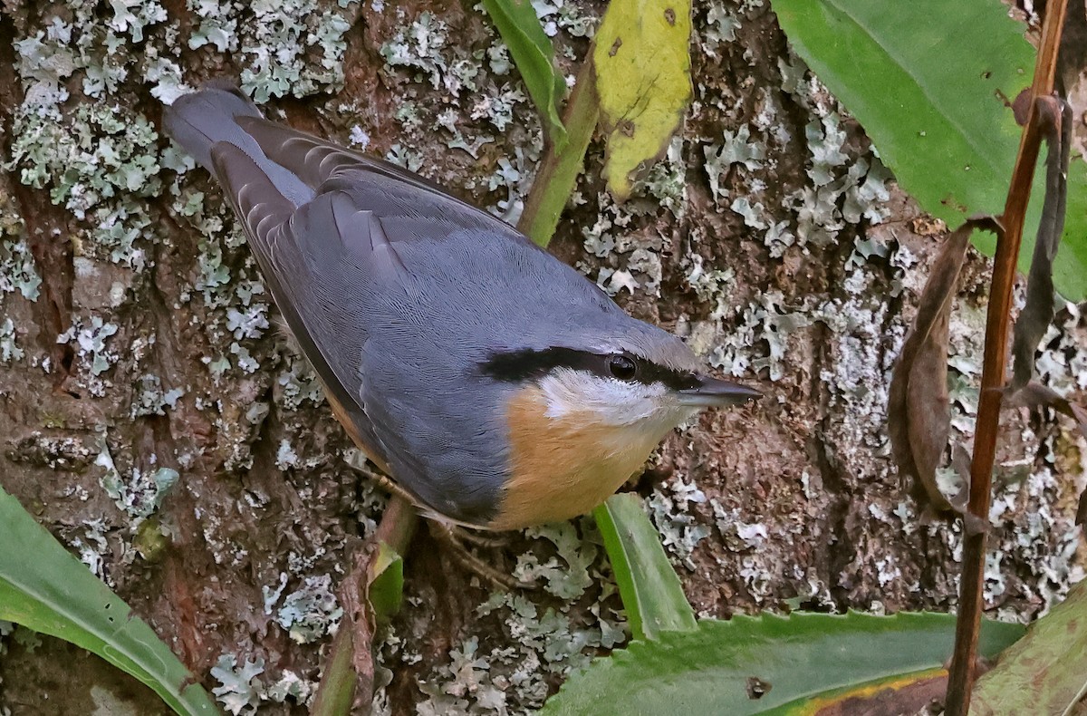 Eurasian Nuthatch - ML643699544