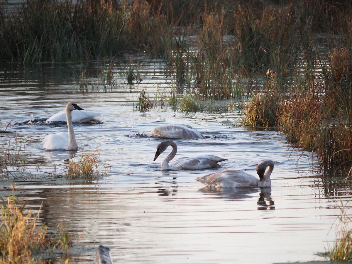 Beltxarga tronpetaria - ML643699556