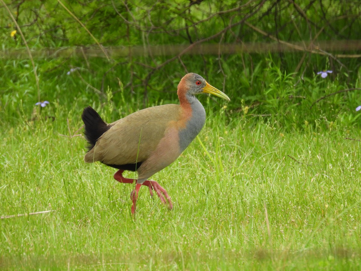 Giant Wood-Rail - ML643699559