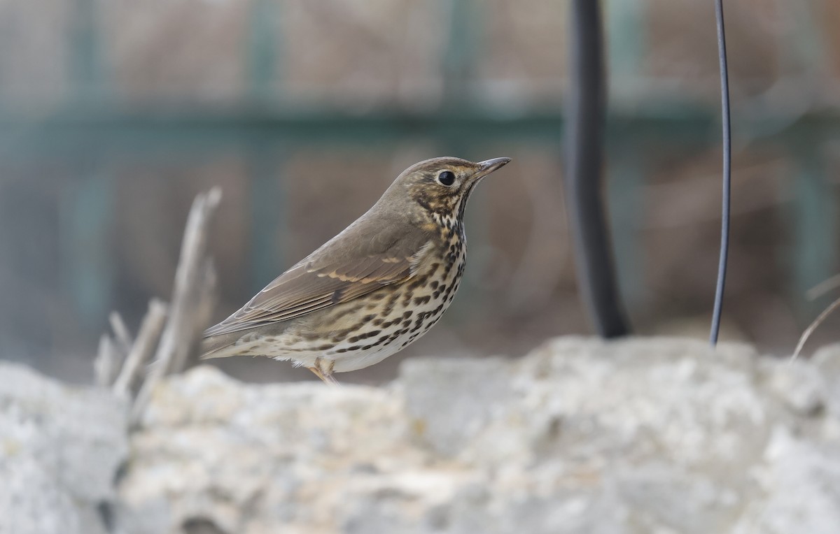 Song Thrush - ML643699573