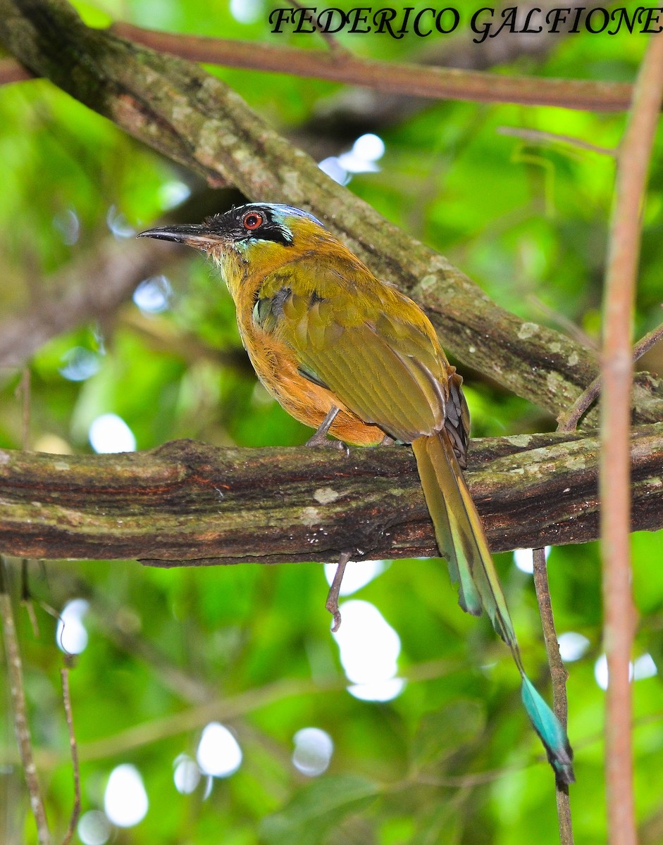 Amazonian Motmot - ML643699578
