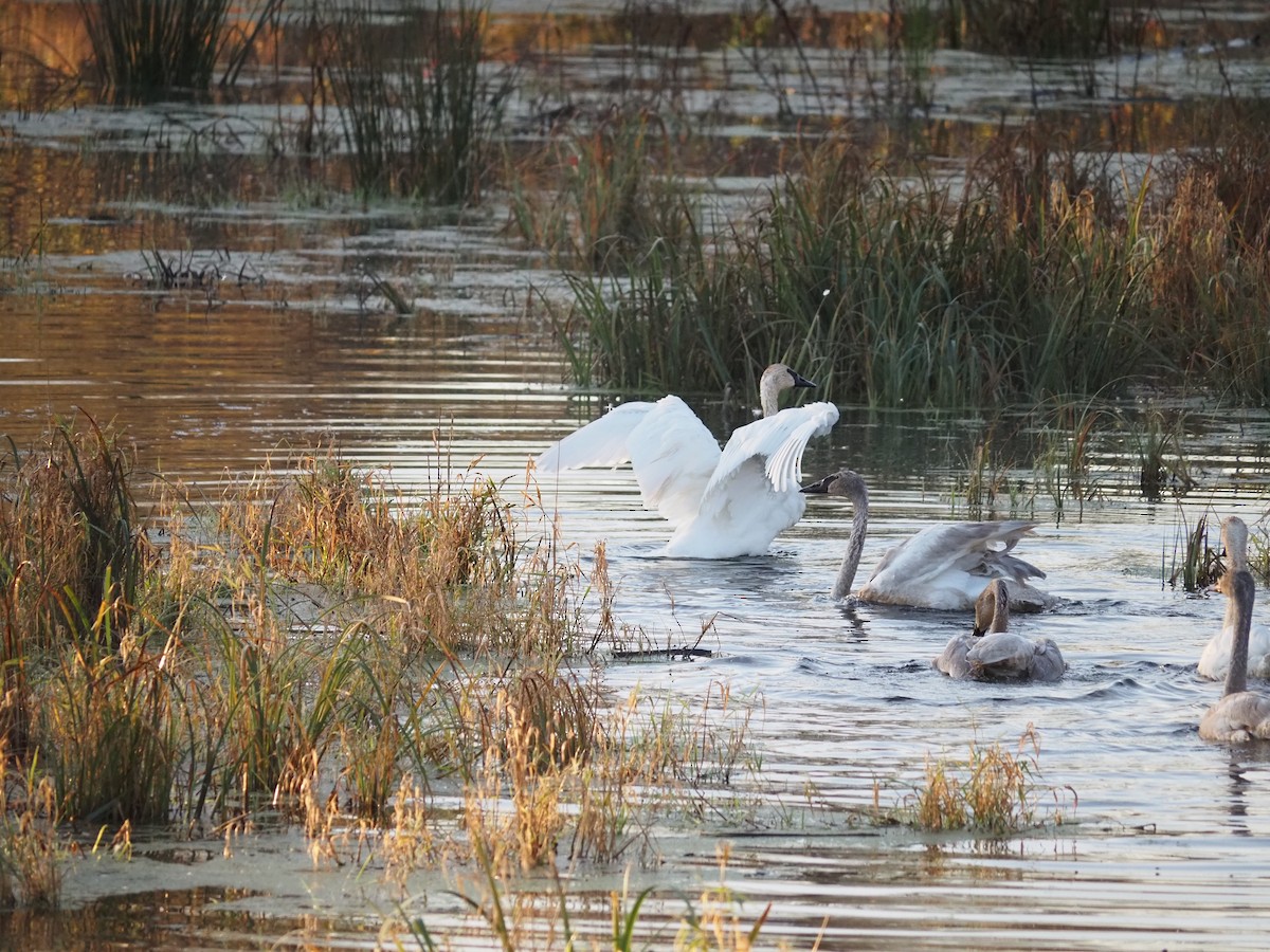 Beltxarga tronpetaria - ML643699595