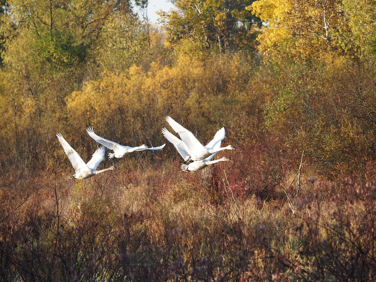 Beltxarga tronpetaria - ML643699596