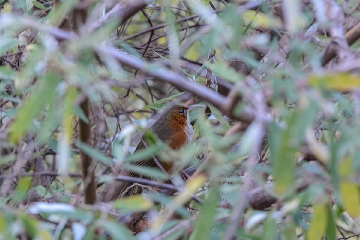 Rusty-cheeked Scimitar-Babbler - ML643699598