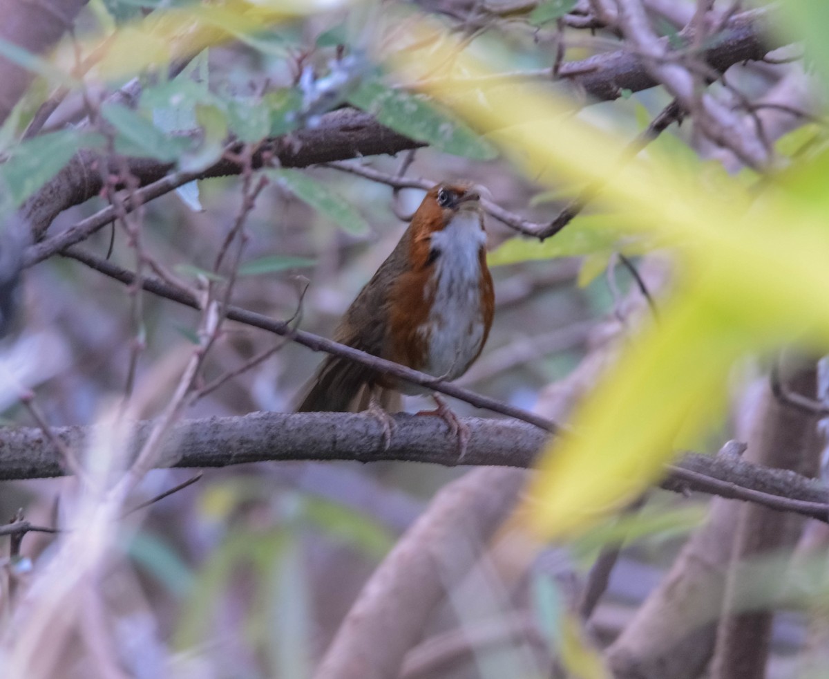 Rusty-cheeked Scimitar-Babbler - ML643699599