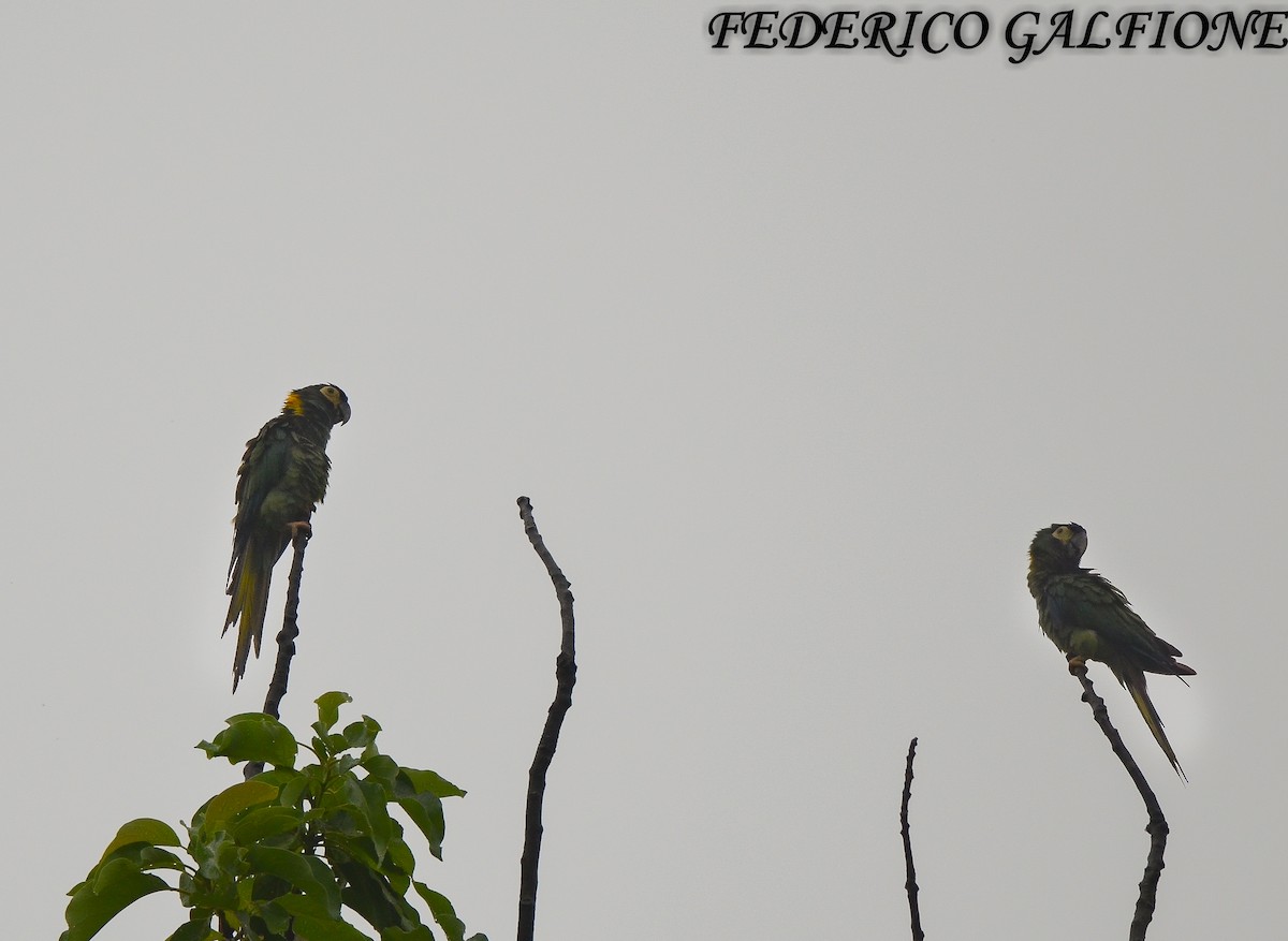 Yellow-collared Macaw - ML643699602