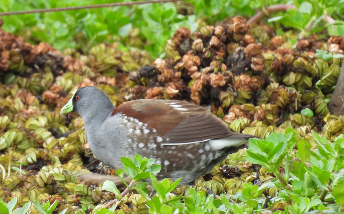 Spot-flanked Gallinule - ML643699603