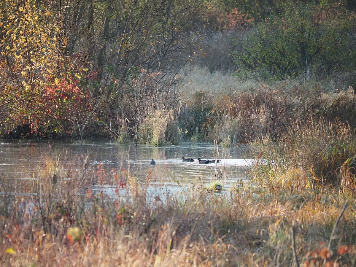 Ahate karolinarra - ML643699610