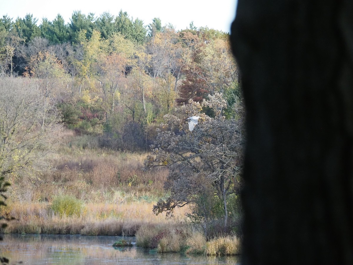 Koartza hauskara amerikarra - ML643699625