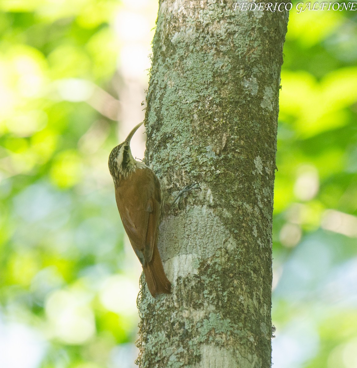 Narrow-billed Woodcreeper - ML643699640