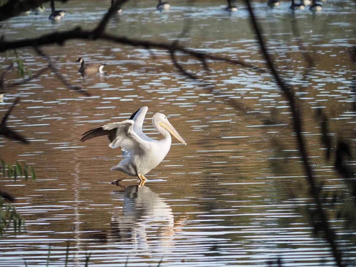 Pelikano zuri amerikarra - ML643699656