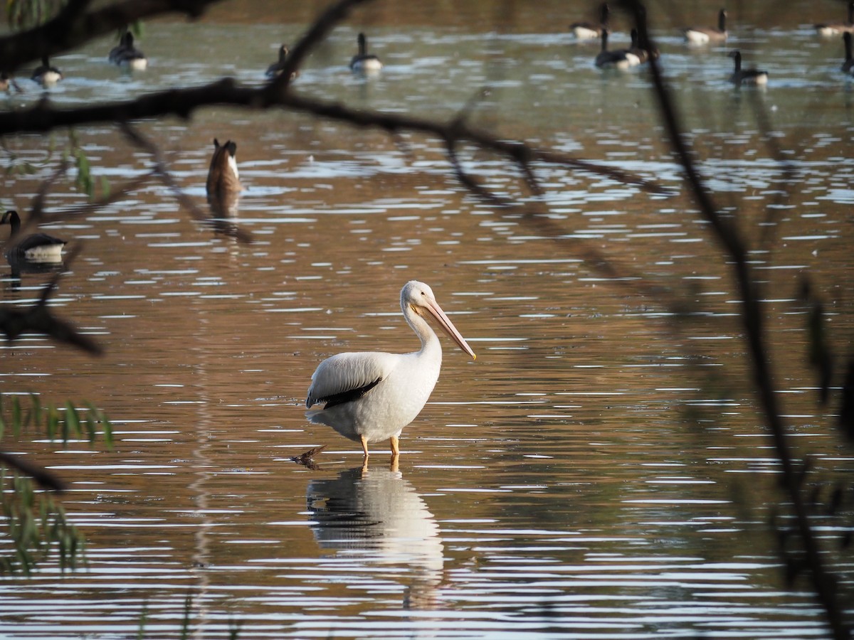 Pelikano zuri amerikarra - ML643699657