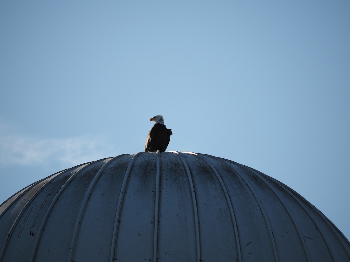 Itsas arrano buruzuria - ML643699665