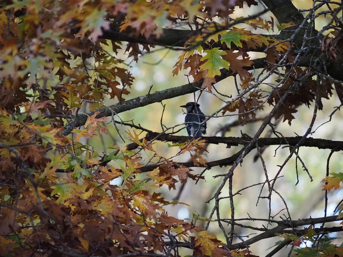 Blue Jay - ML643699668