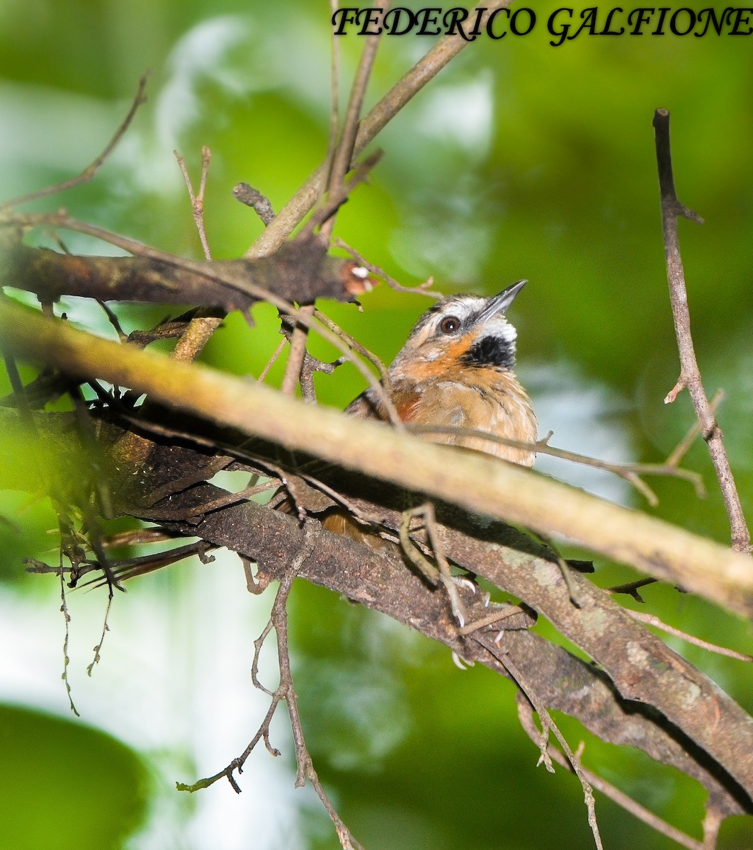 Ochre-cheeked Spinetail - ML643699669