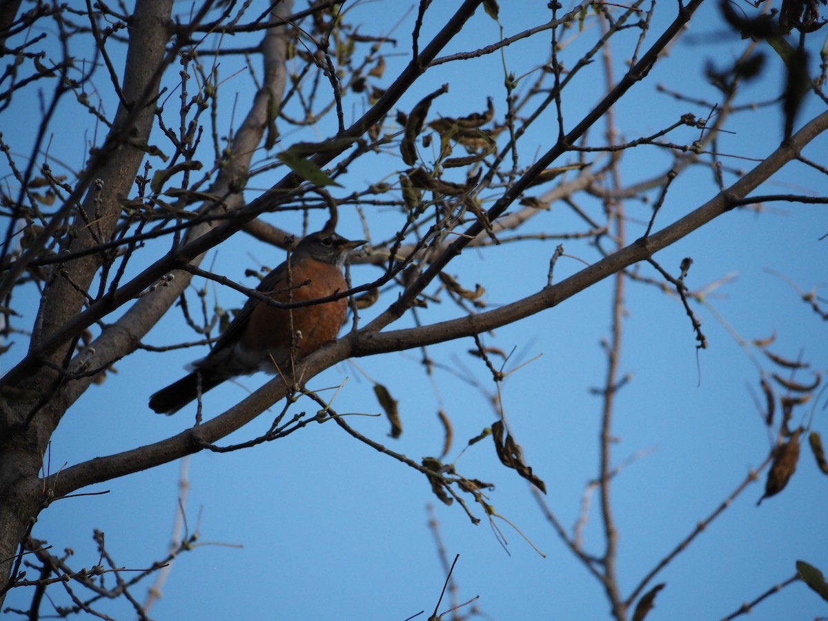 Zozo papargorria - ML643699672