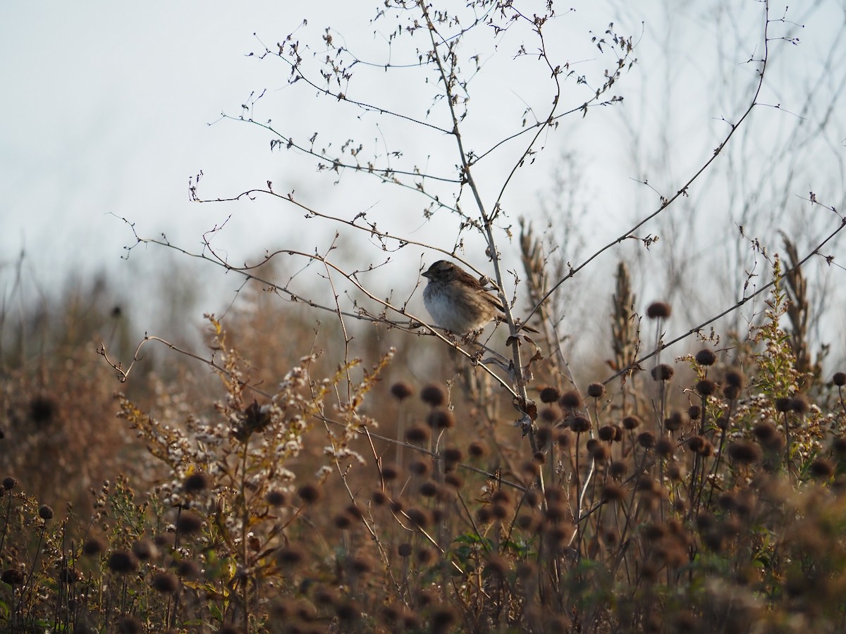 White-throated Sparrow - ML643699682