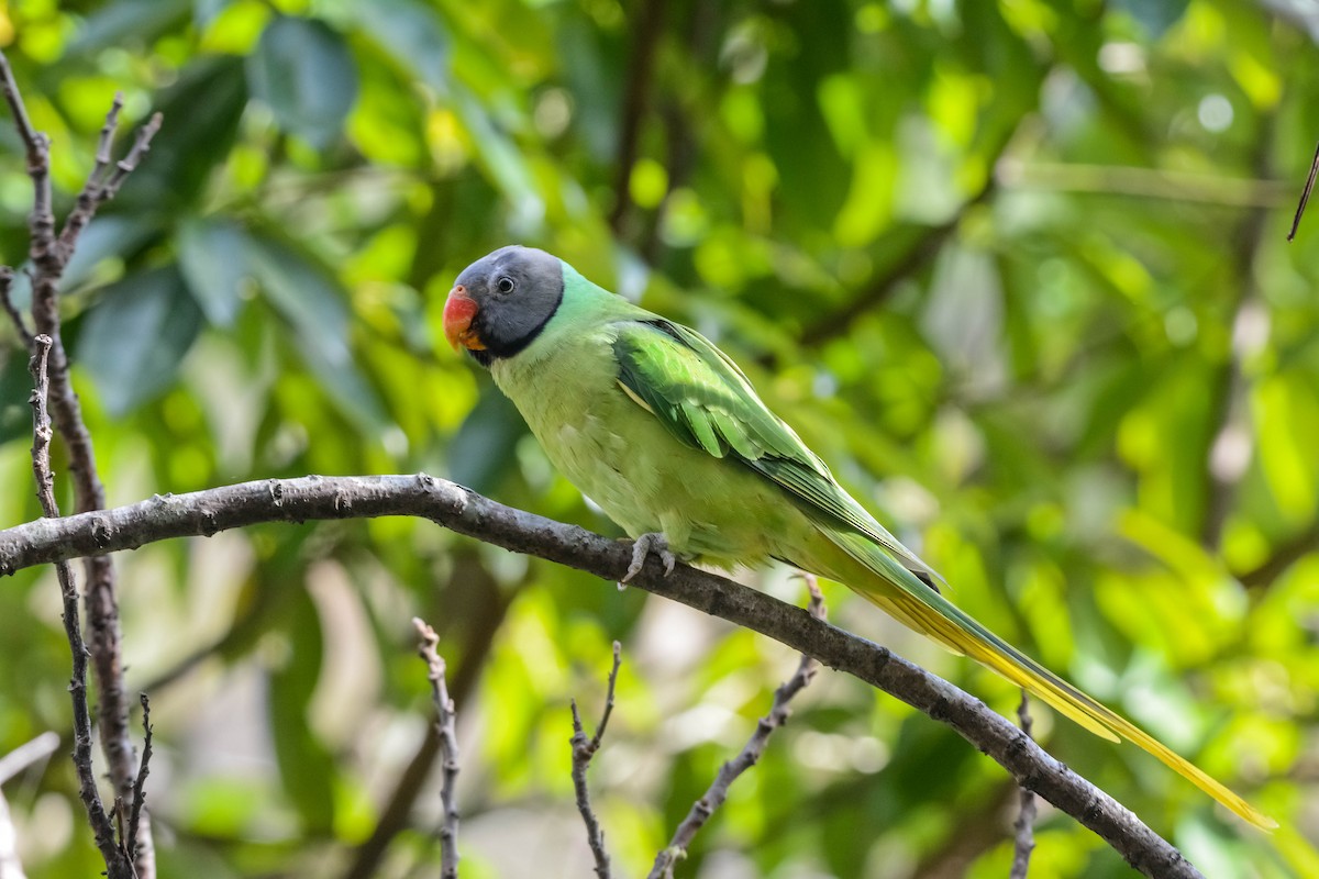 Slaty-headed Parakeet - ML643699683
