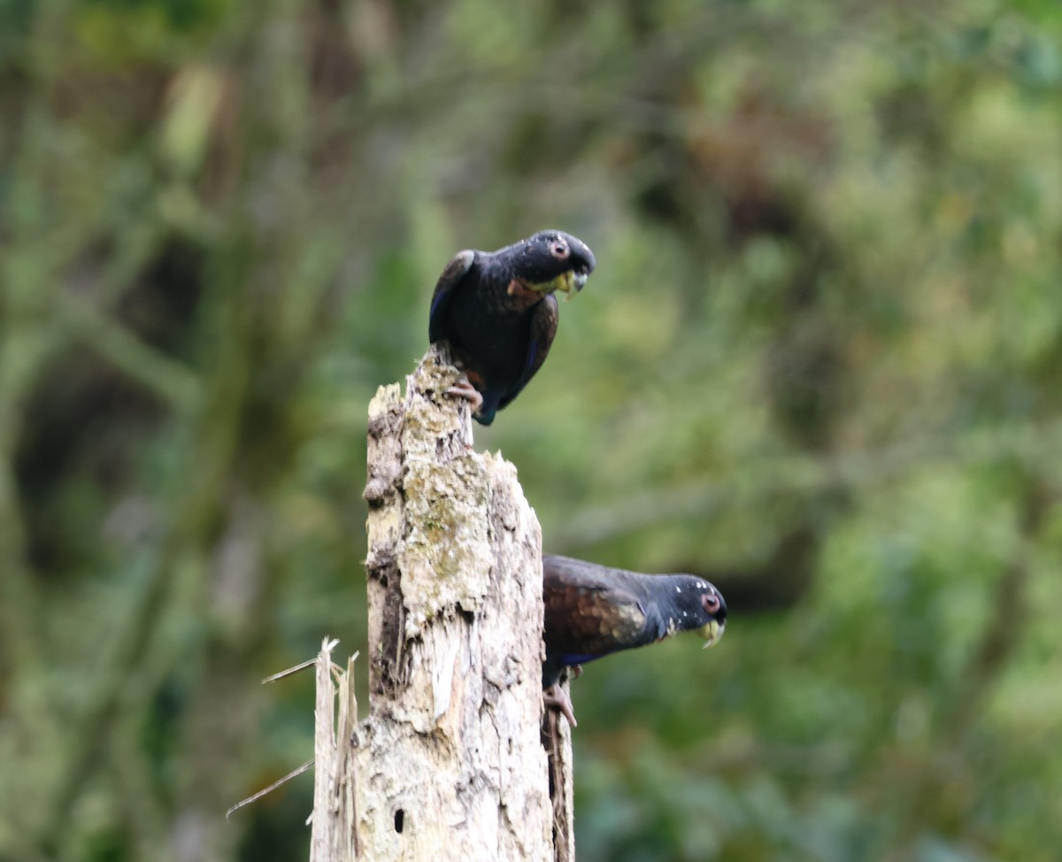 Bronze-winged Parrot - ML643699688