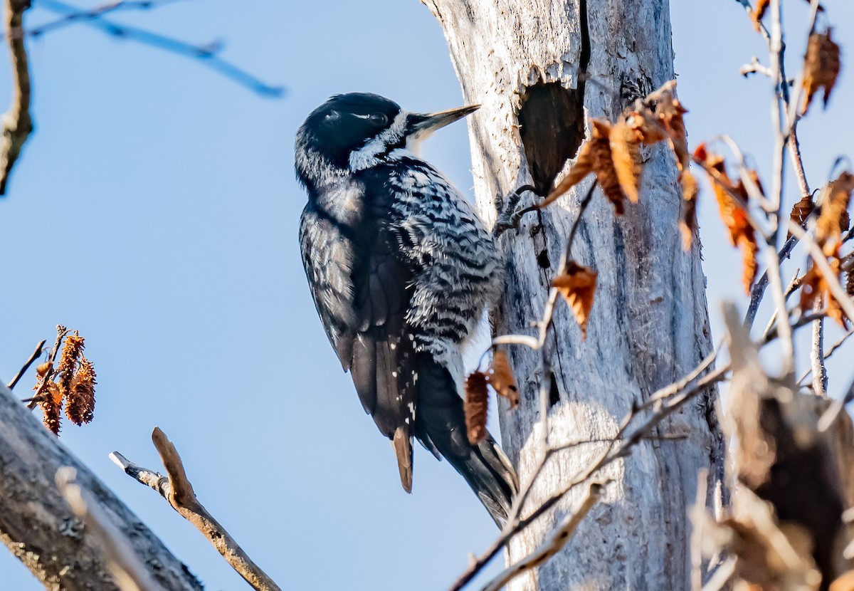 Black-backed Woodpecker - ML643699689