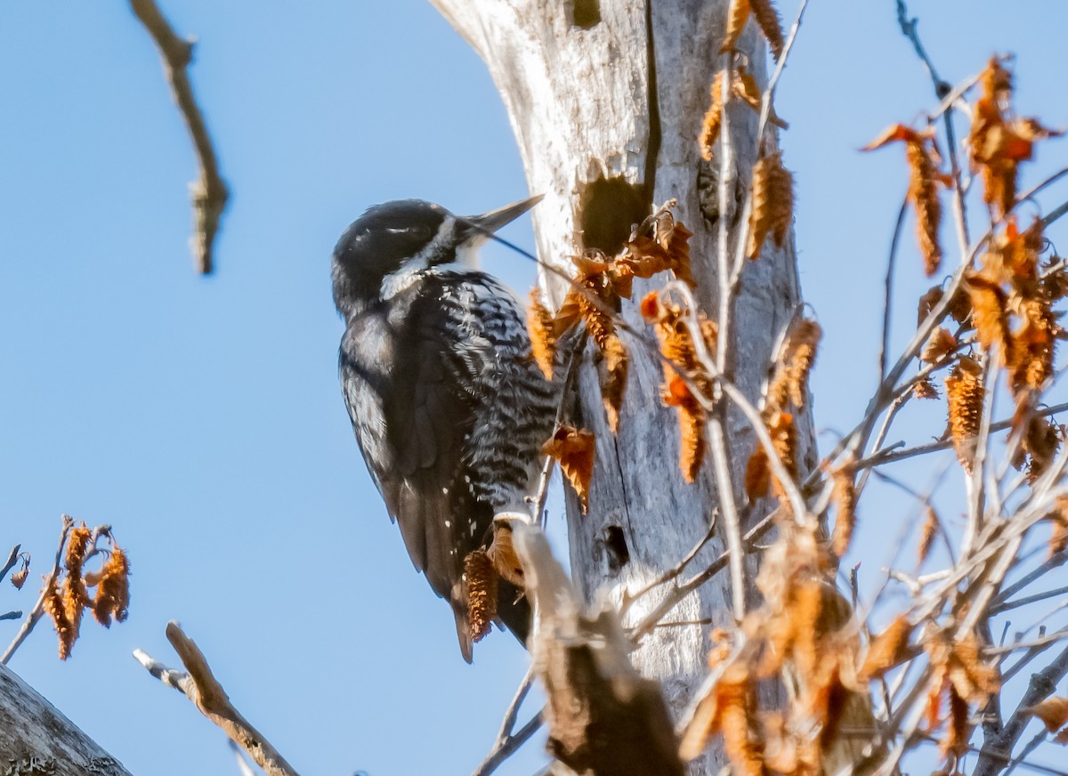 Black-backed Woodpecker - ML643699690