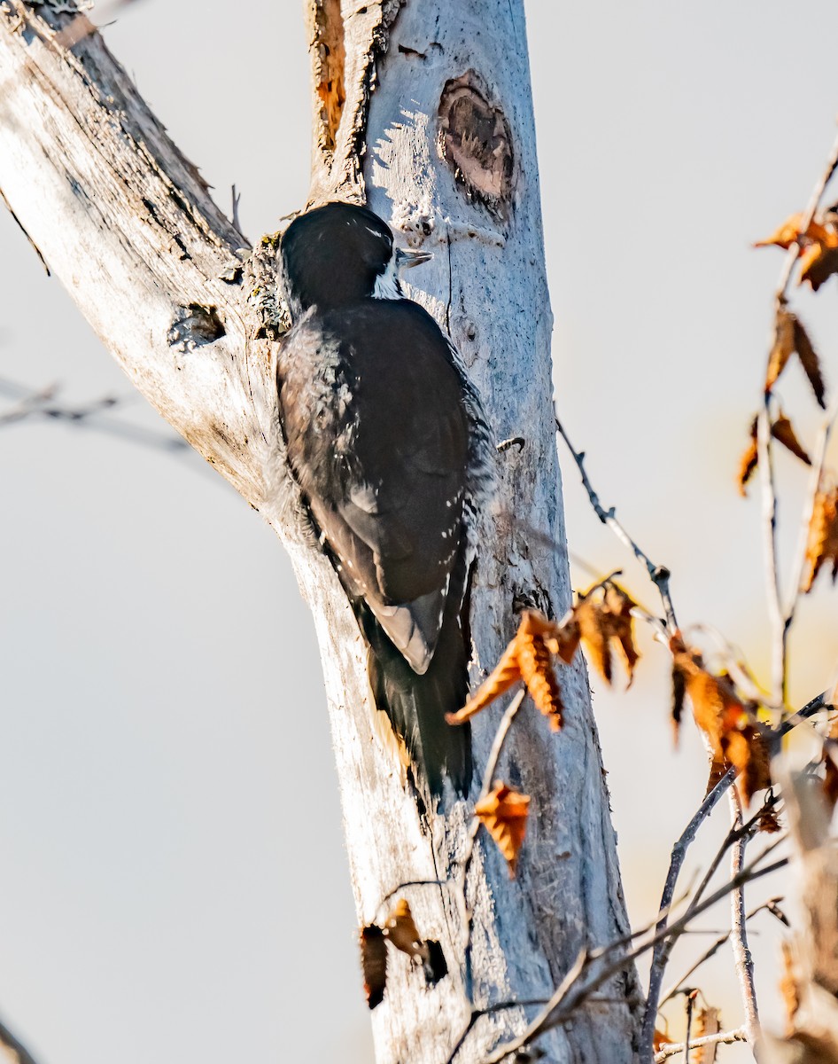 Black-backed Woodpecker - ML643699691