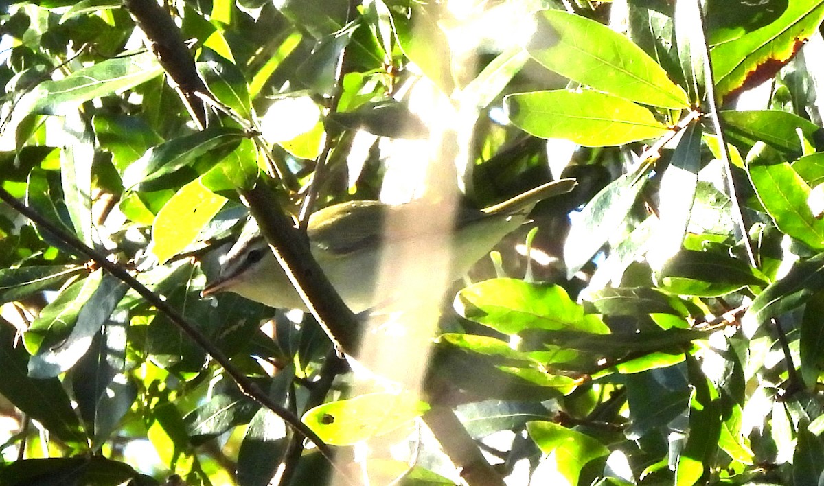 Vireo begigorria - ML643699709