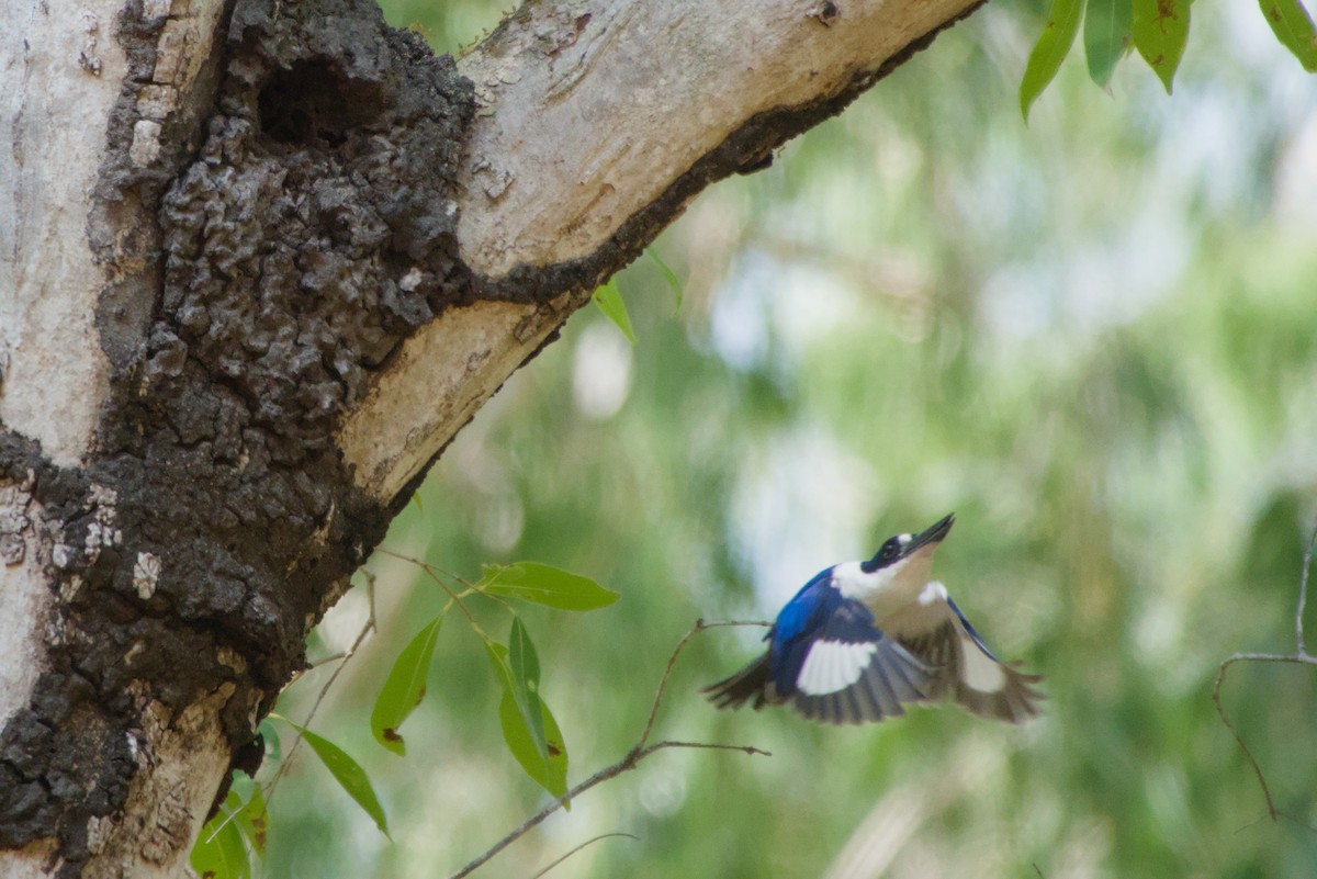Forest Kingfisher - ML643699711