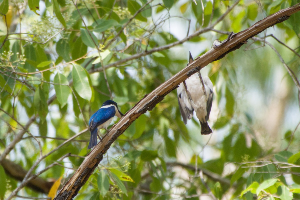 Forest Kingfisher - ML643699712