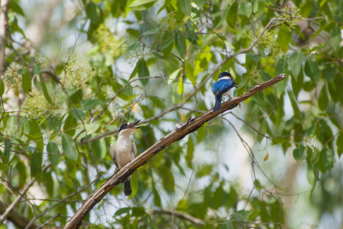 Forest Kingfisher - ML643699713