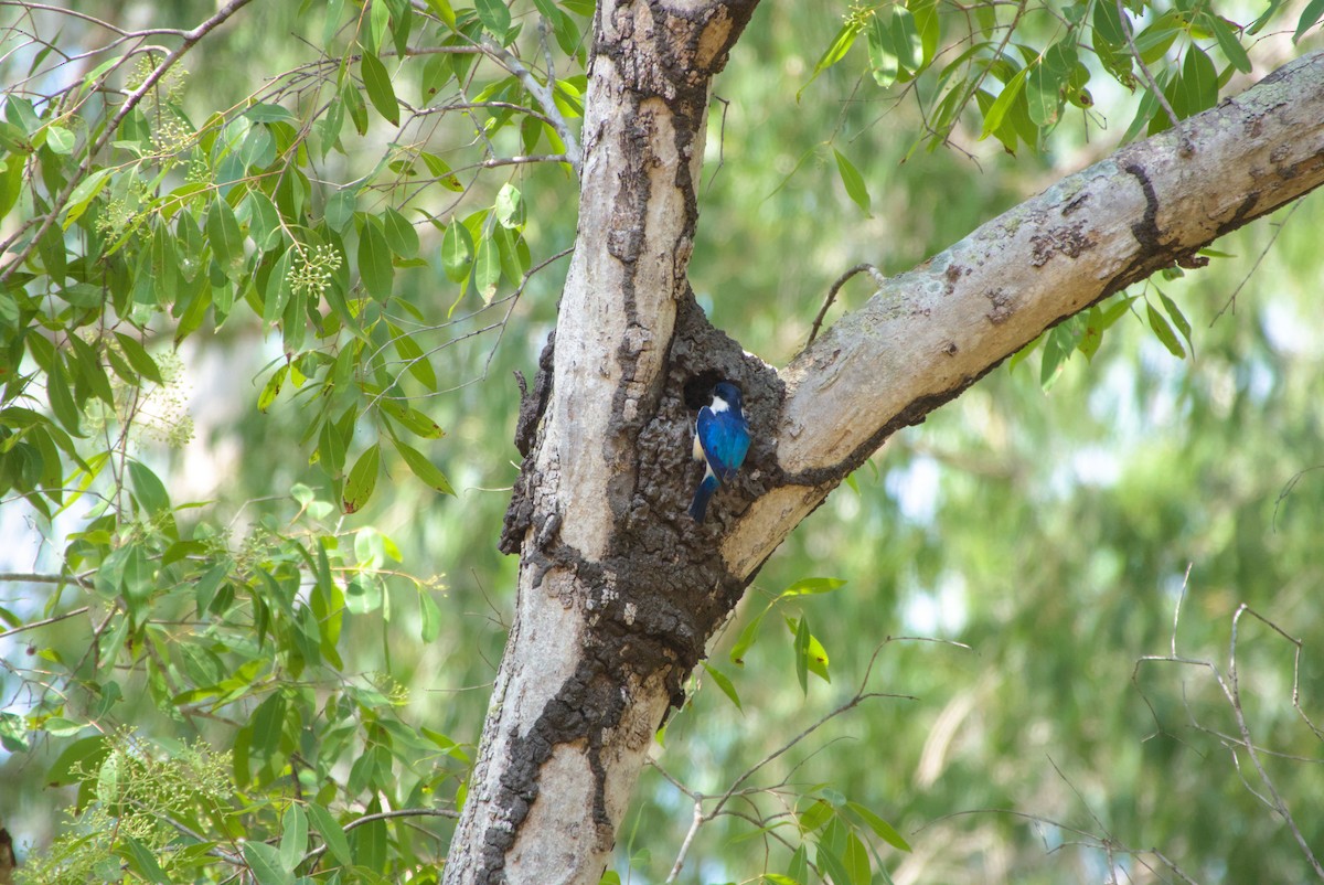 Forest Kingfisher - ML643699714