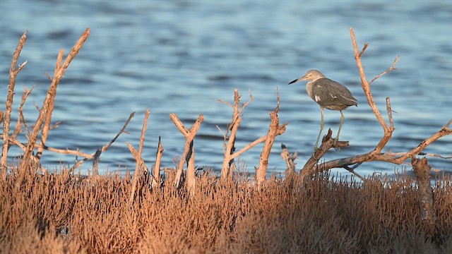 Little Blue Heron - ML643699740